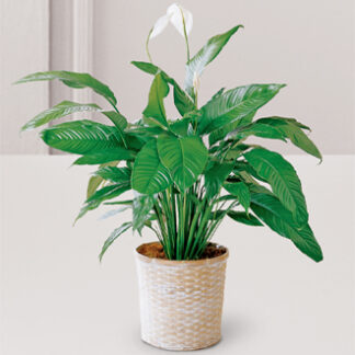 Peace Lily Spathyphyllum Plant LARGE