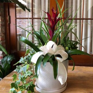 Bromeliad Special