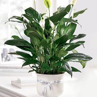 The Comfort Planter