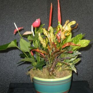 Small Dish Garden in Decorative Container