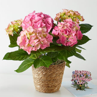 Heavenly Hydrangea