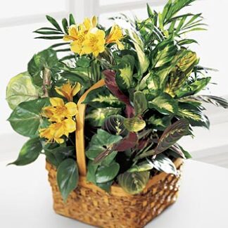 Bit Of Sunshine Basket