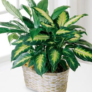 Spathiphyllum and Dieffenbachia