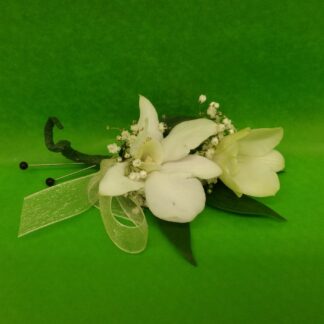 White Orchid Dendro Bout