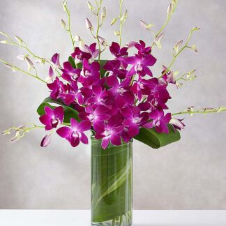 Orchid Embrace™