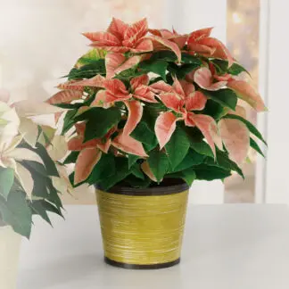 Pink Poinsettia