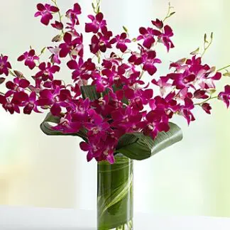 Orchid Embrace