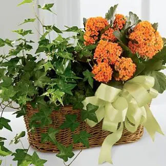 Blooming and Green Plant Combination