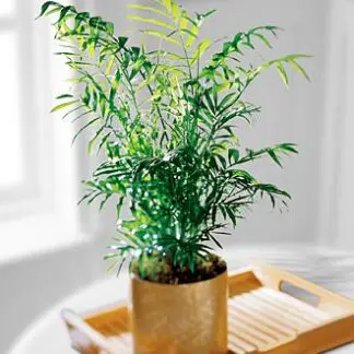 Palm Plant