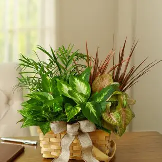 Classic Dish Garden