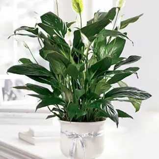 The Comfort Planter