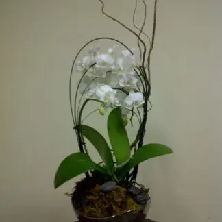 Double Orchids Plant Arrangement