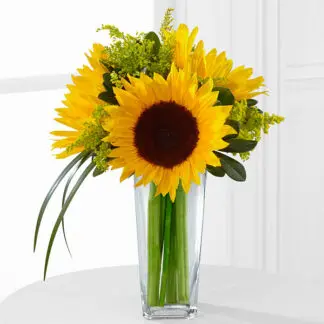 SUNFLOWERS SUNSHINE DAYDREAM